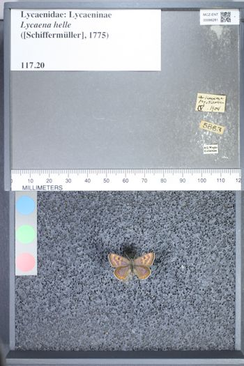 Media type: image;   Entomology 66281